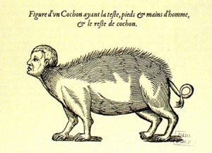 cochon