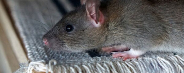 Infestation de Rats